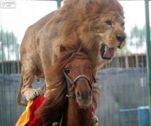 пазл Лев и лошадь делает их цирковое